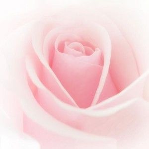 Meet your Posher, Alice